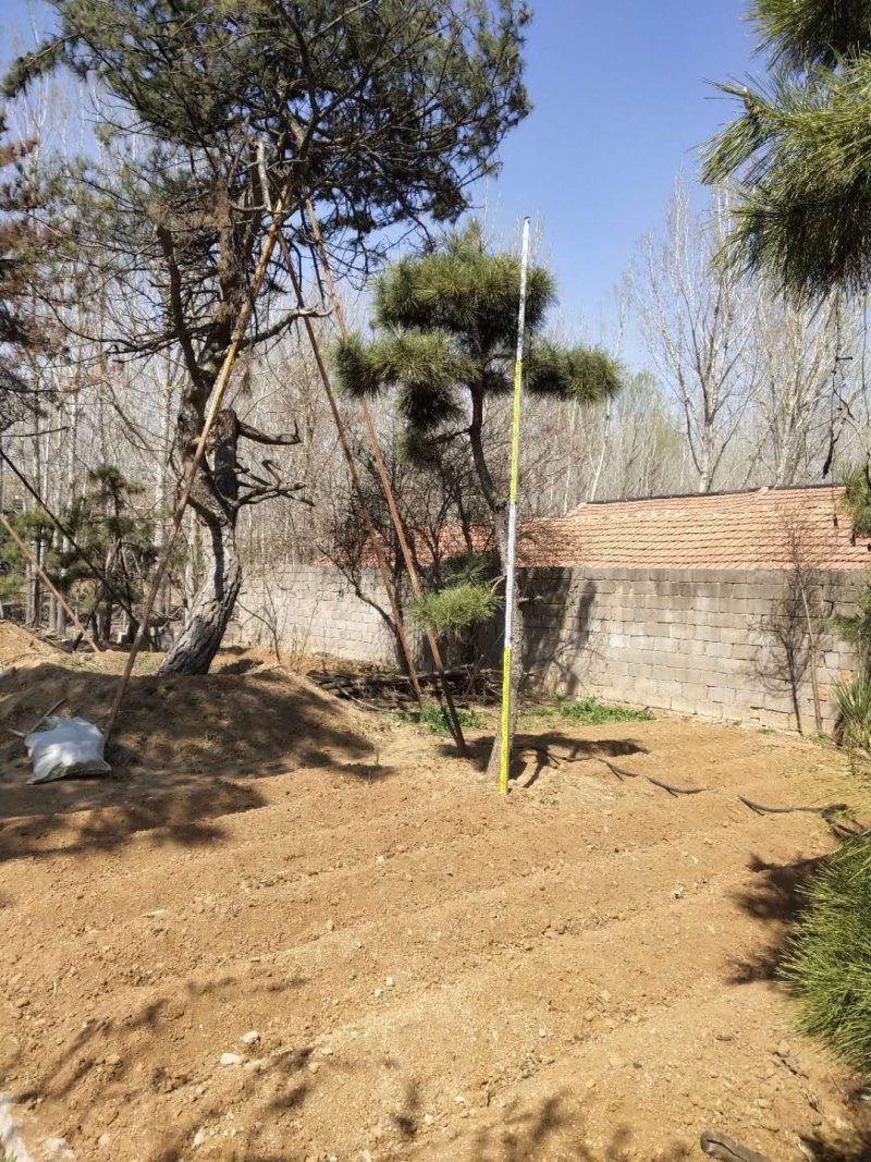 各种油松黑松造型松