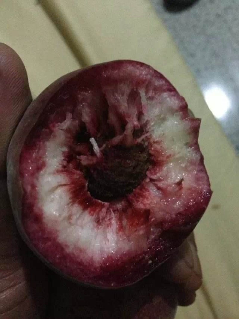 【黑桃树苗】嫁接苗，包品种纯真，死苗补发