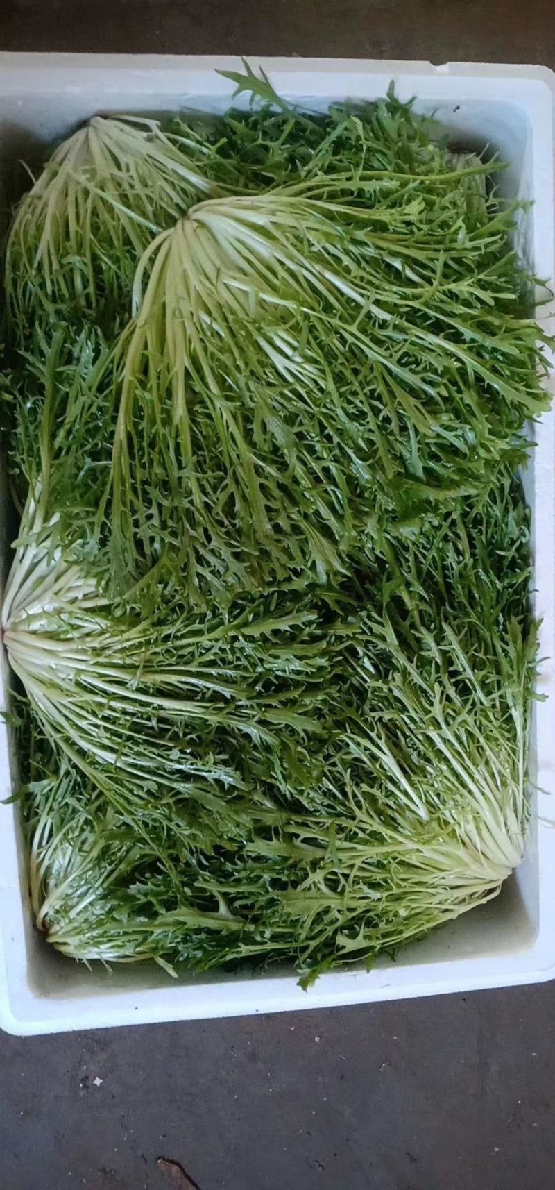 河北省邯郸市丛台区联帮蔬菜批发市场全年供应精品苦菊