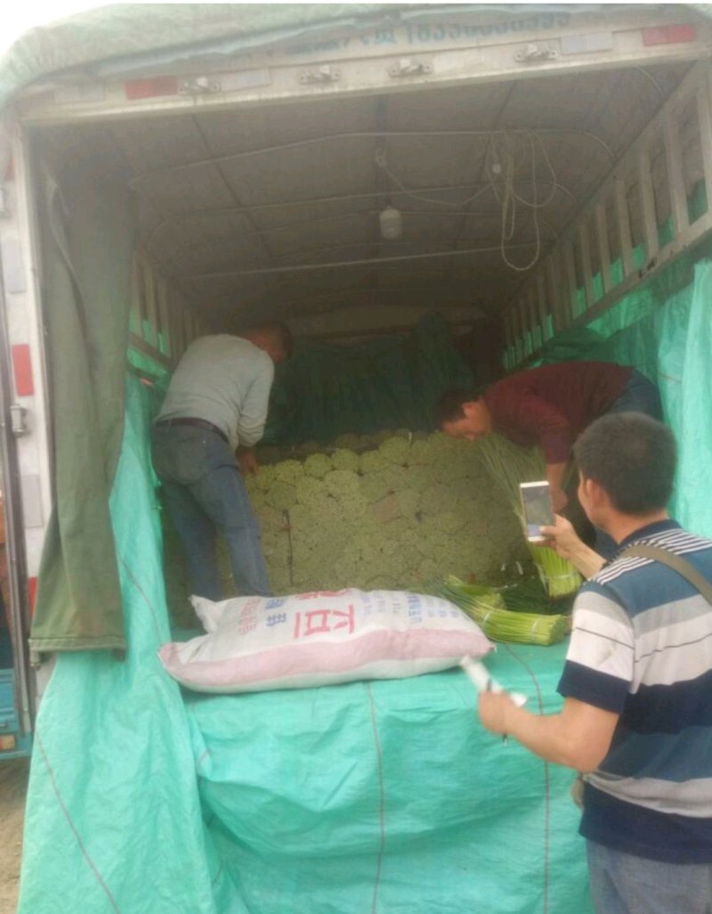 优质红帽蒜苔，颜色鲜亮，翠绿清脆，基地直供，量大从优！