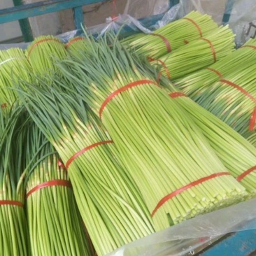 优质红帽蒜苔，颜色鲜亮，翠绿清脆，基地直供，量大从优！