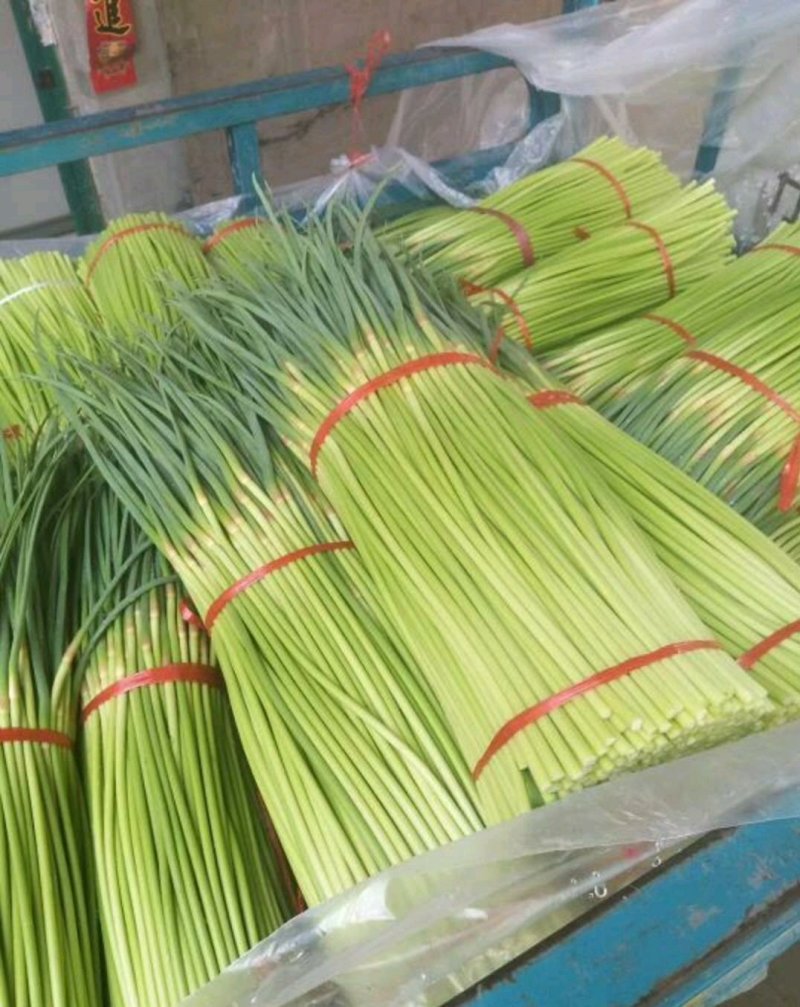 优质红帽蒜苔，颜色鲜亮，翠绿清脆，基地直供，量大从优！