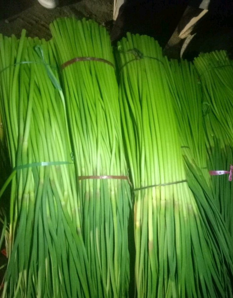 优质红帽蒜苔，颜色鲜亮，翠绿清脆，基地直供，量大从优！