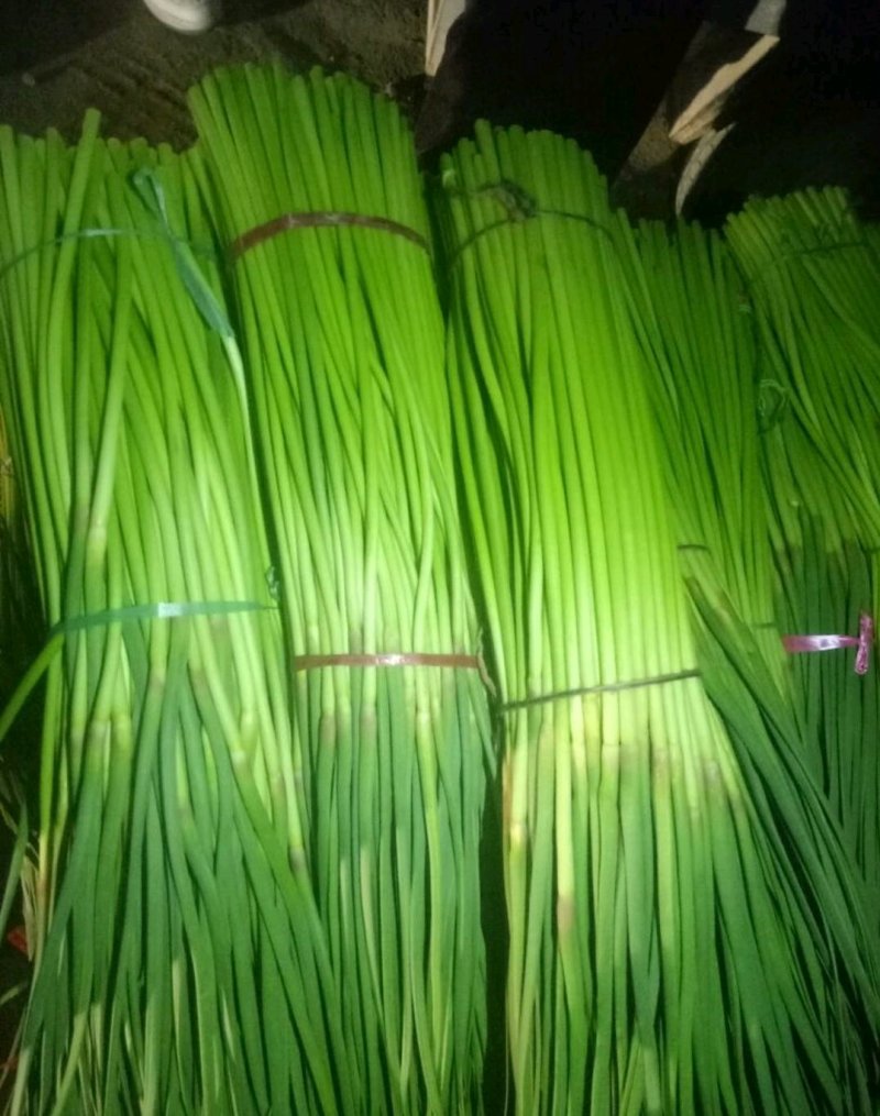 优质红帽蒜苔，颜色鲜亮，翠绿清脆，基地直供，量大从优！