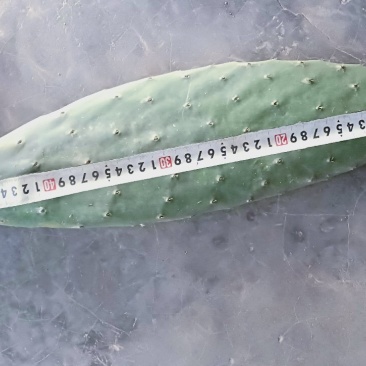 梨果仙人掌