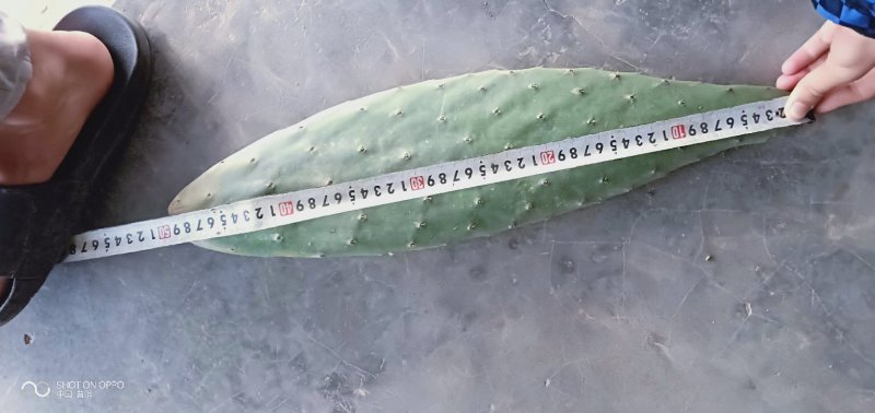 梨果仙人掌