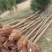 香樟苗，香樟树苗，樟树，批发零售，2株起发2到8公分包邮