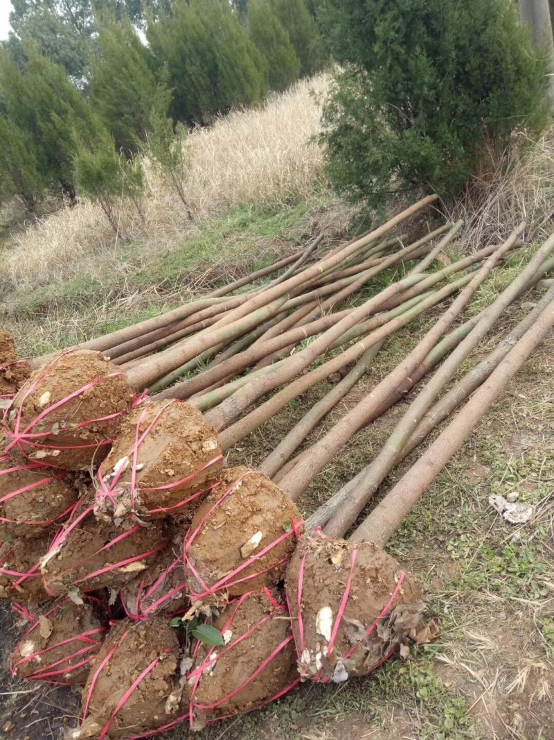 香樟苗，香樟树苗，樟树，批发零售，2株起发2到8公分包邮