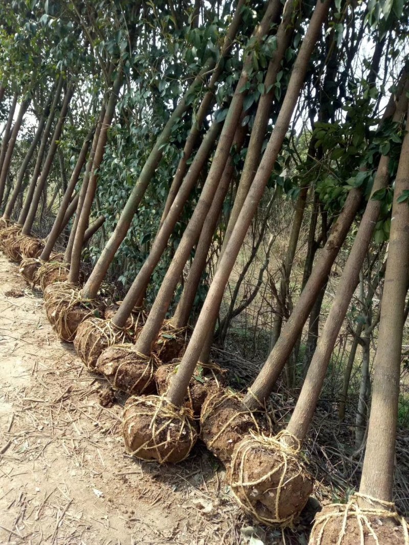 香樟苗，香樟树苗，樟树，批发零售，2株起发2到8公分包邮