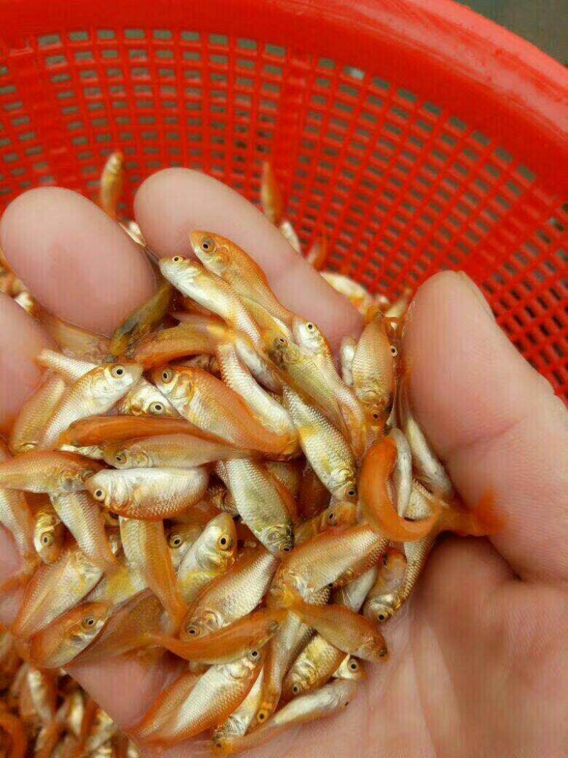 红罗非鱼苗√广东水产红斑苗√彩虹鲷🌟淡水养殖苗包活包