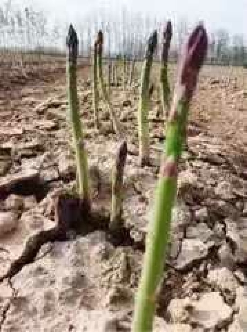 精品绿芦笋，颜色鲜亮，口感清脆，基地直供，量大从优！！！