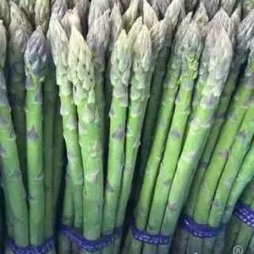 精品绿芦笋，颜色鲜亮，口感清脆，基地直供，量大从优！！！