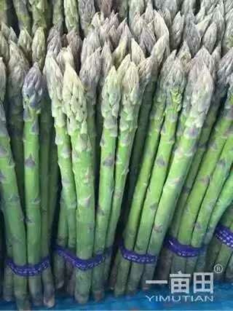 精品绿芦笋，颜色鲜亮，口感清脆，基地直供，量大从优！！！