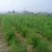 精品绿芦笋，颜色鲜亮，口感清脆，基地直供，量大从优！！！