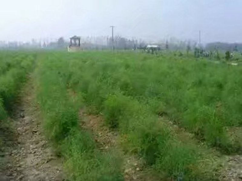 精品绿芦笋，颜色鲜亮，口感清脆，基地直供，量大从优！！！