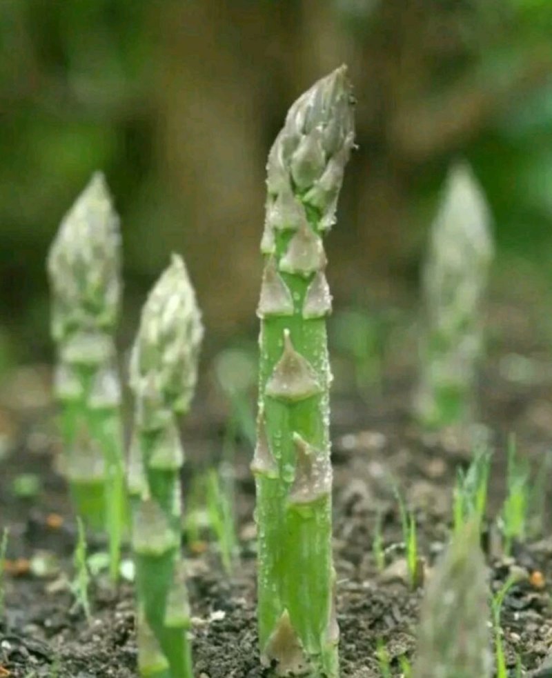 精品绿芦笋，颜色鲜亮，口感清脆，基地直供，量大从优！！！