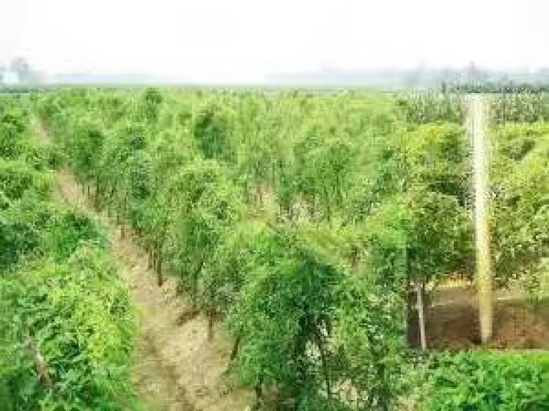 精品绿芦笋，颜色鲜亮，口感清脆，基地直供，量大从优！！！