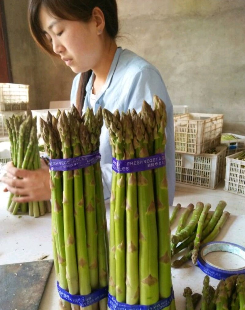 精品绿芦笋，颜色鲜亮，口感清脆，基地直供，量大从优！！！