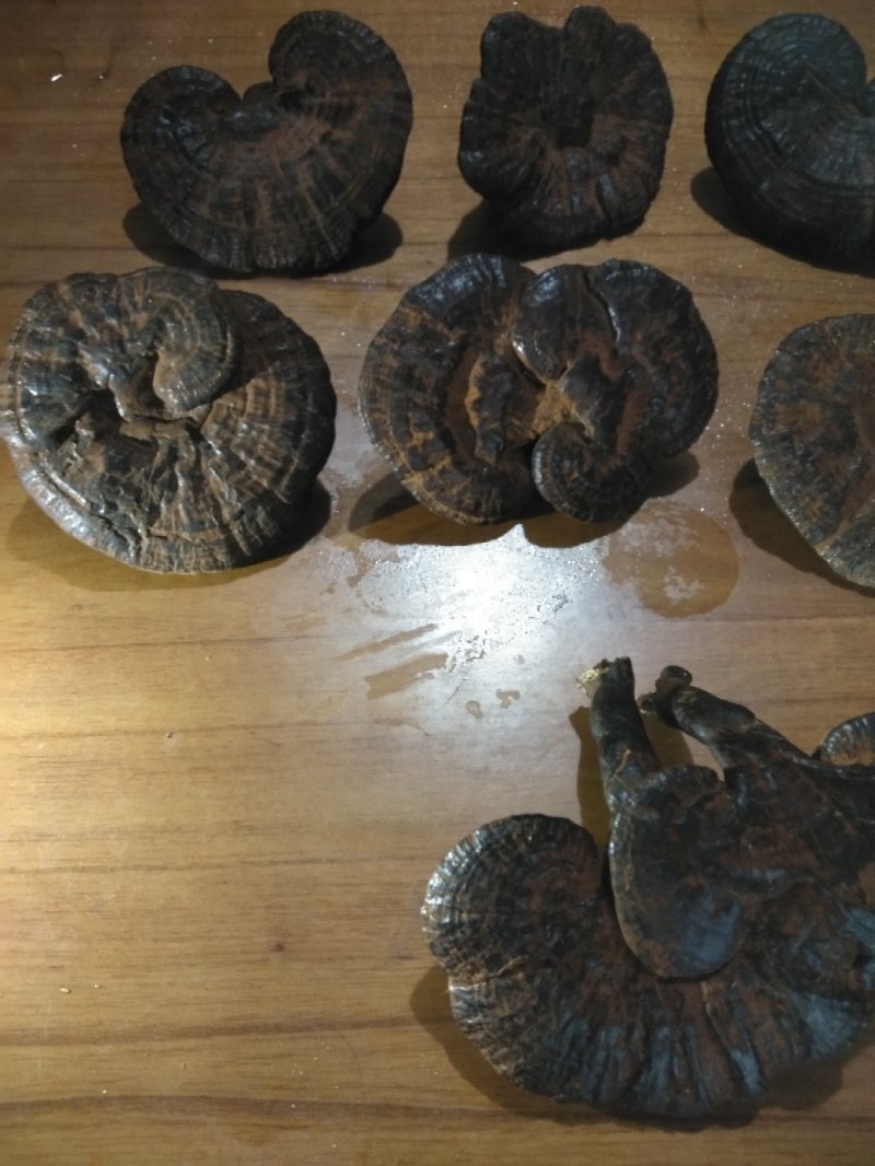 灵芝，今年新鲜的访野生黑灵芝