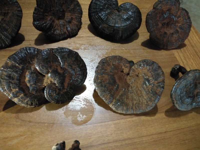 灵芝，今年新鲜的访野生黑灵芝