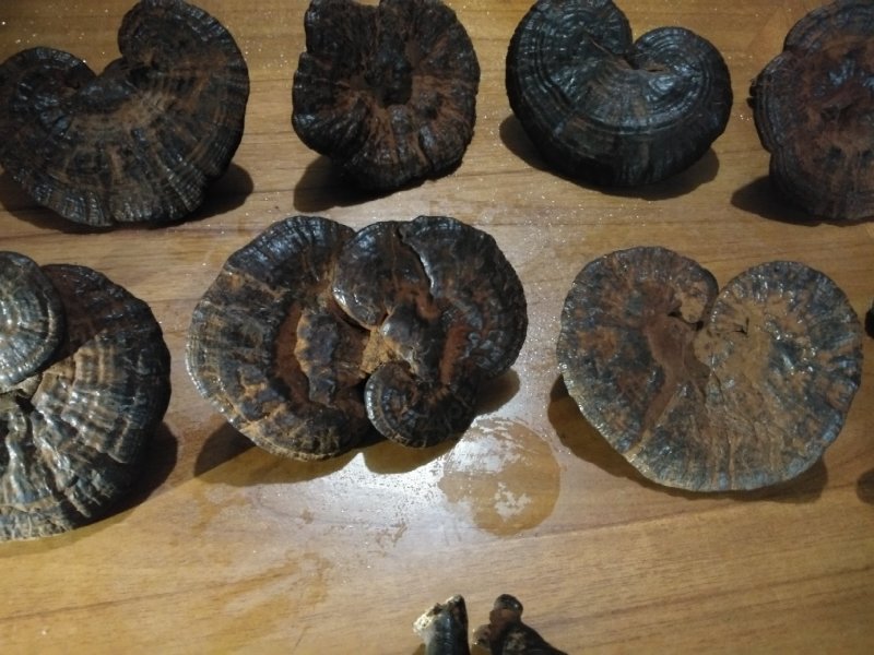 灵芝，今年新鲜的访野生黑灵芝