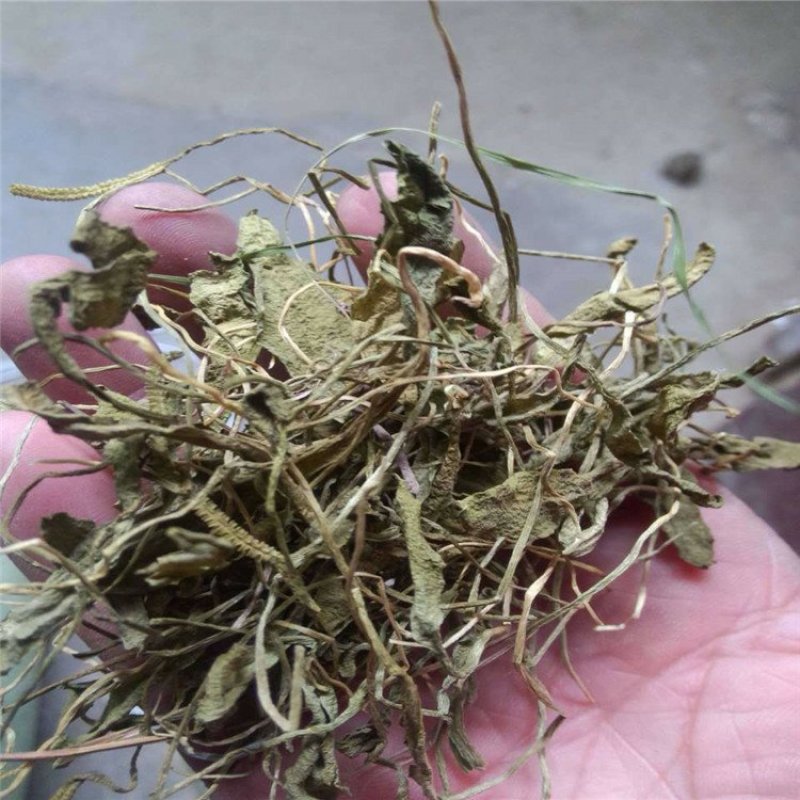一支箭青藤蛇咬子无硫净货正品批发零售冷背中药材