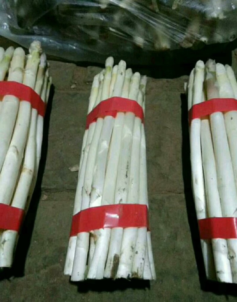 优质白芦笋，颜色白皙，口感清脆，基地直供，量大从优！