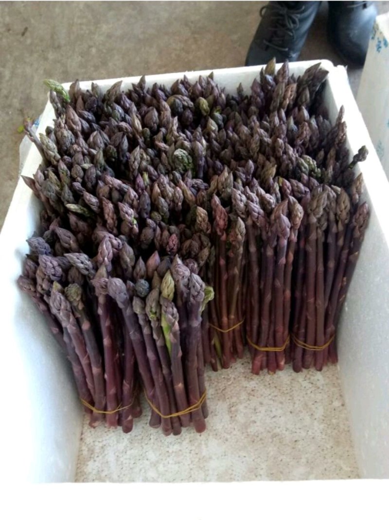 精品紫芦笋，颜色鲜艳，口感脆甜，基地直供，欢迎选购！