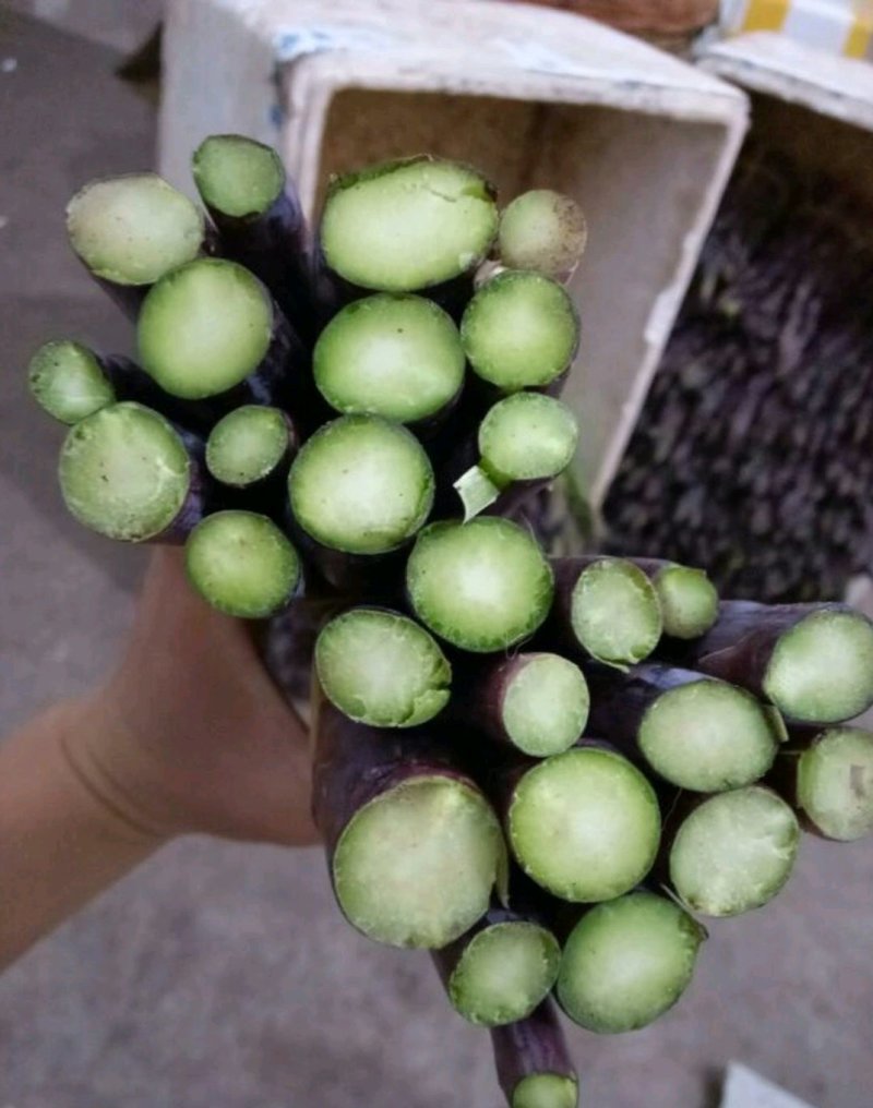 精品紫芦笋，颜色鲜艳，口感脆甜，基地直供，欢迎选购！