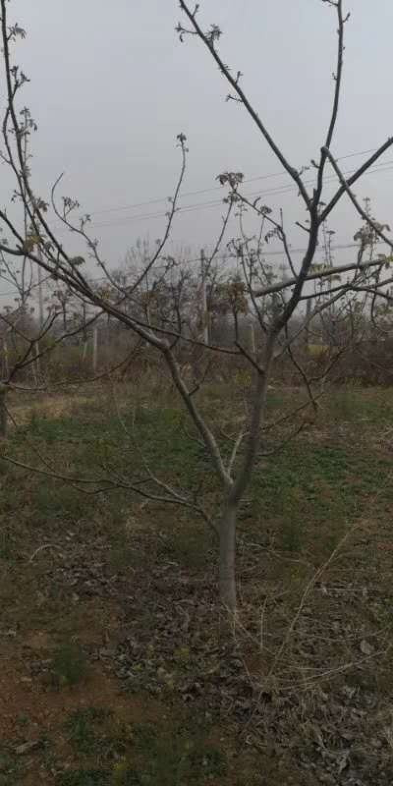 挂果核桃树