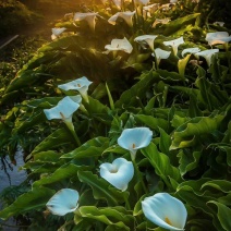 玉米种..花生种..大量到货