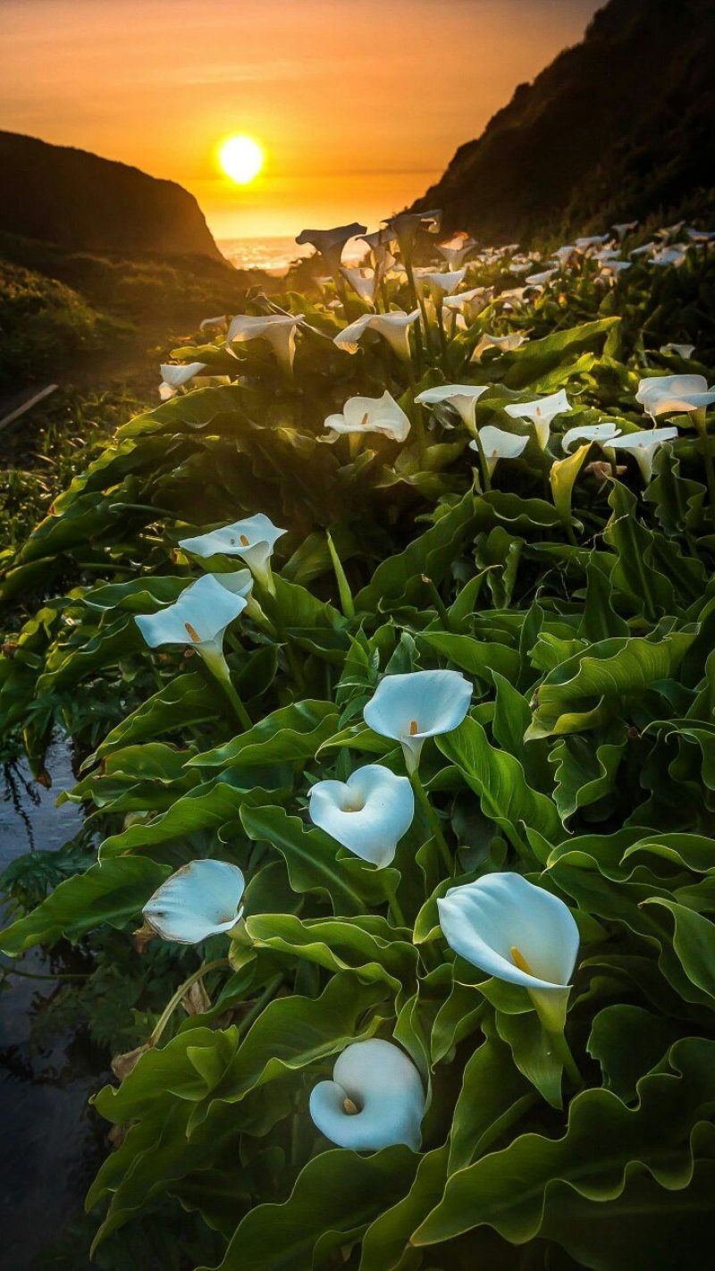 玉米种..花生种..大量到货