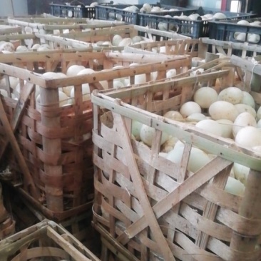 长期大量供应鸭蛋，多种优质蛋品工厂直供，万斤起批