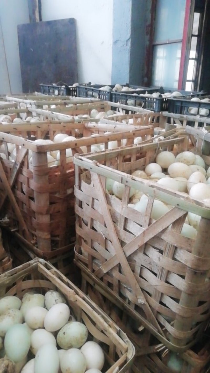 长期大量供应鸭蛋，多种优质蛋品工厂直供，万斤起批