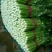 精品芹菜(小西芹)，颜色嫩绿，口感清脆基地直供，量大从优
