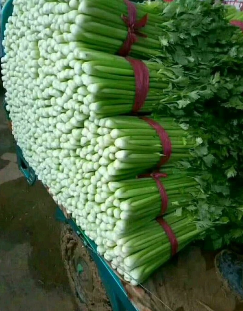 精品芹菜(小西芹)，颜色嫩绿，口感清脆基地直供，量大从优