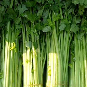 精品芹菜(小西芹)，颜色嫩绿，口感清脆基地直供，量大从优