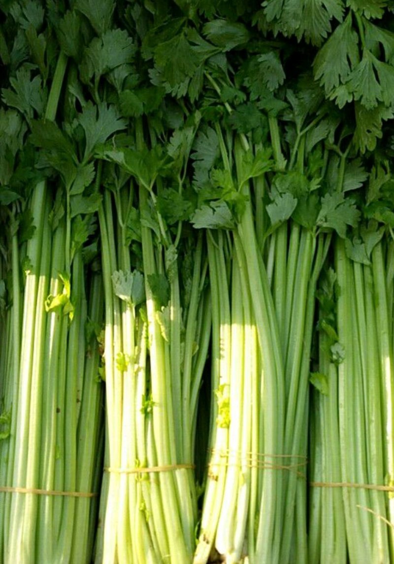 精品芹菜(小西芹)，颜色嫩绿，口感清脆基地直供，量大从优