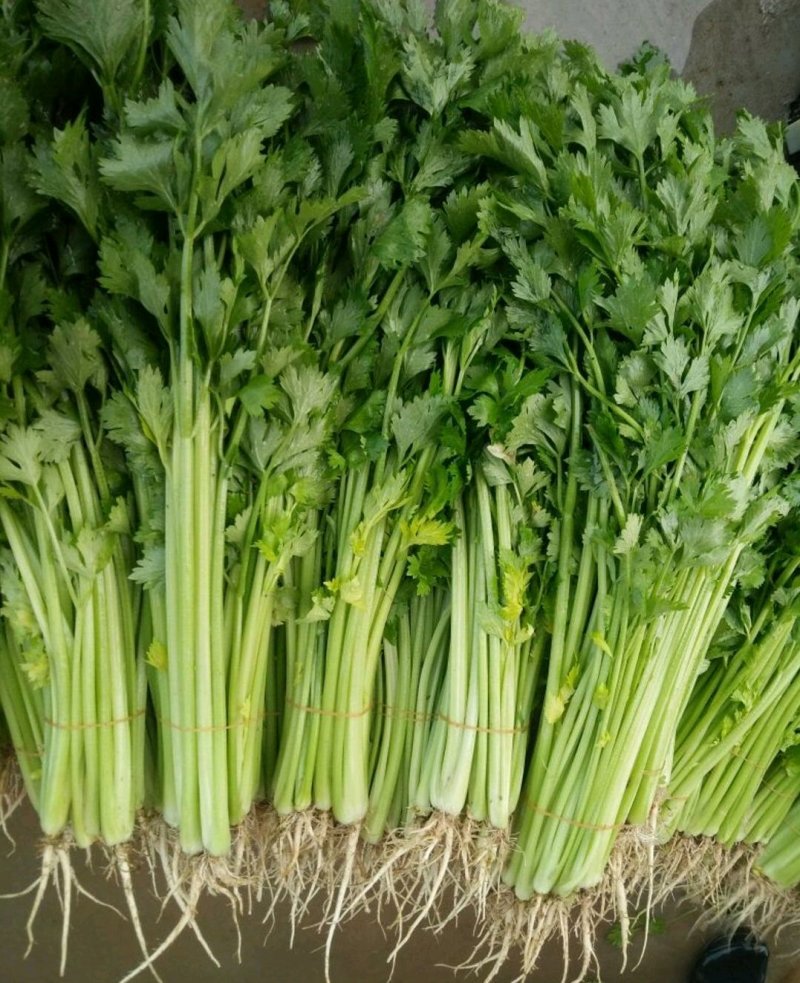 精品芹菜(小西芹)，颜色嫩绿，口感清脆基地直供，量大从优