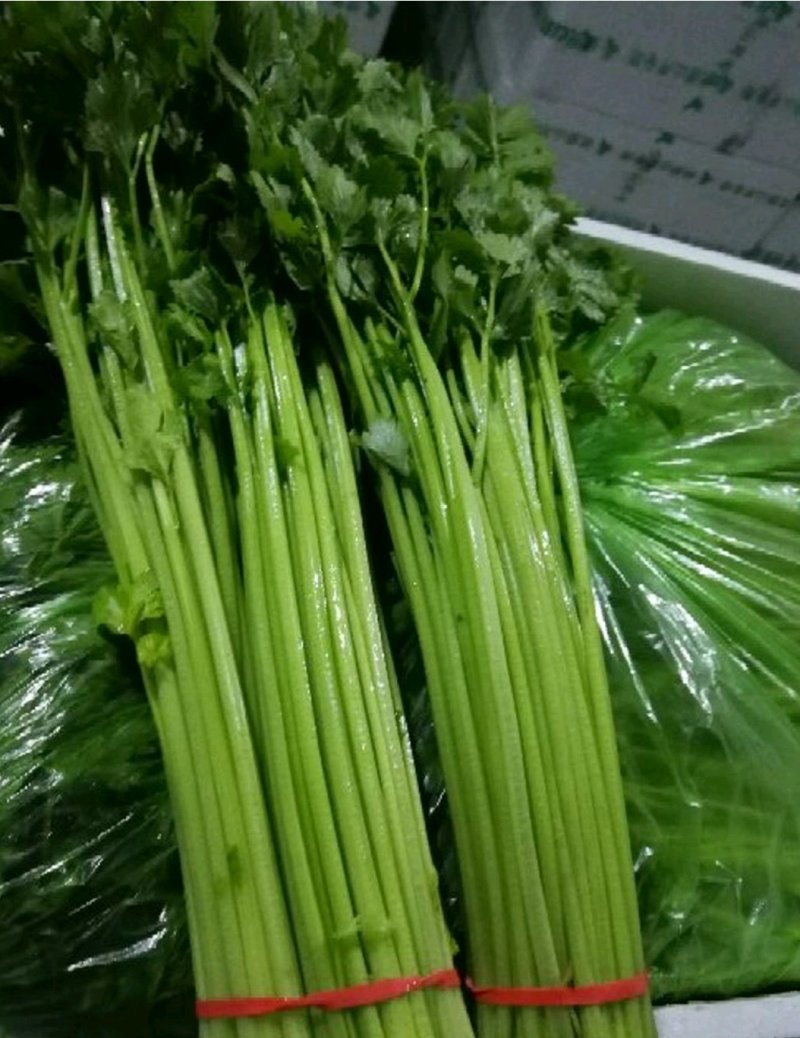 精品芹菜(小西芹)，颜色嫩绿，口感清脆基地直供，量大从优