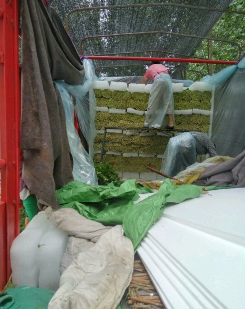 精品芹菜(小西芹)，颜色嫩绿，口感清脆基地直供，量大从优