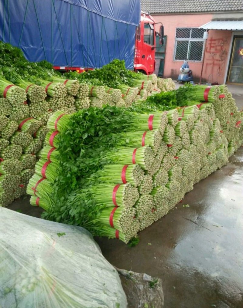 精品芹菜(小西芹)，颜色嫩绿，口感清脆基地直供，量大从优
