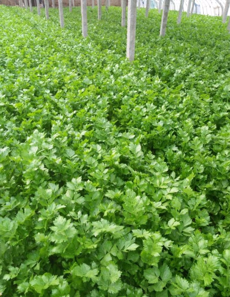 精品芹菜(小西芹)，颜色嫩绿，口感清脆基地直供，量大从优