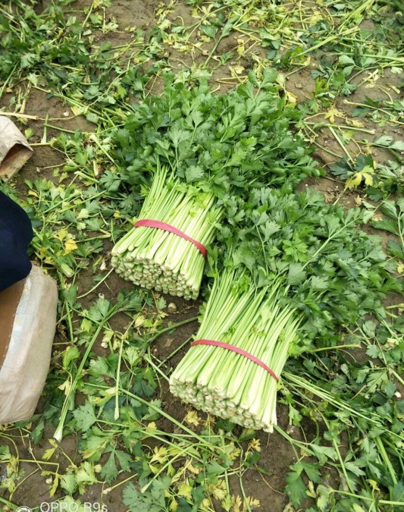 精品芹菜(小西芹)，颜色嫩绿，口感清脆基地直供，量大从优