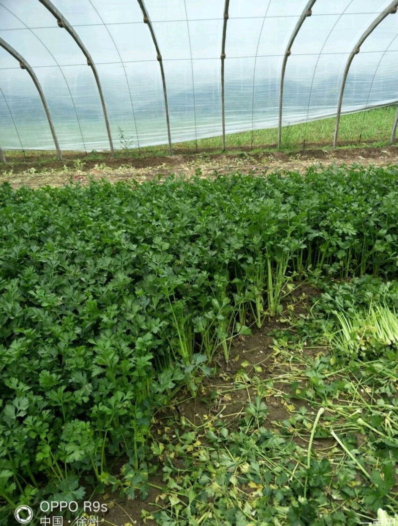精品芹菜(小西芹)，颜色嫩绿，口感清脆基地直供，量大从优