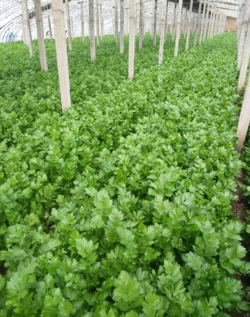 精品芹菜(小西芹)，颜色嫩绿，口感清脆基地直供，量大从优