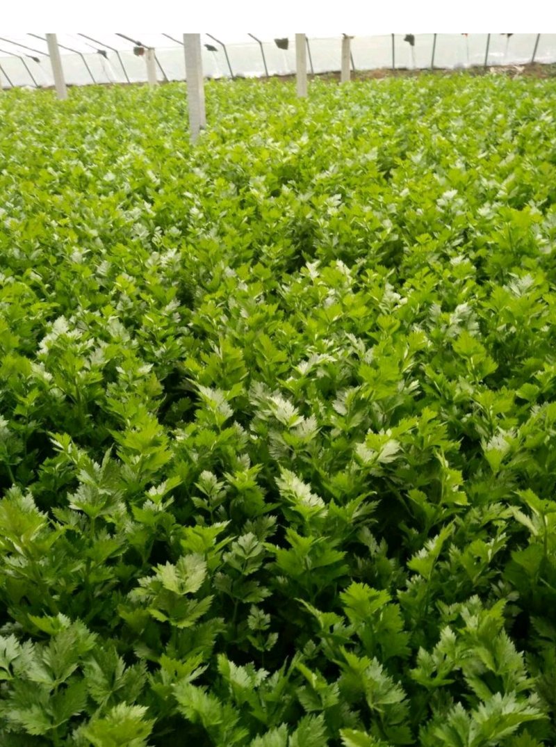 精品芹菜(小西芹)，颜色嫩绿，口感清脆基地直供，量大从优