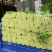 精品芹菜(小西芹)，颜色嫩绿，口感清脆基地直供，量大从优