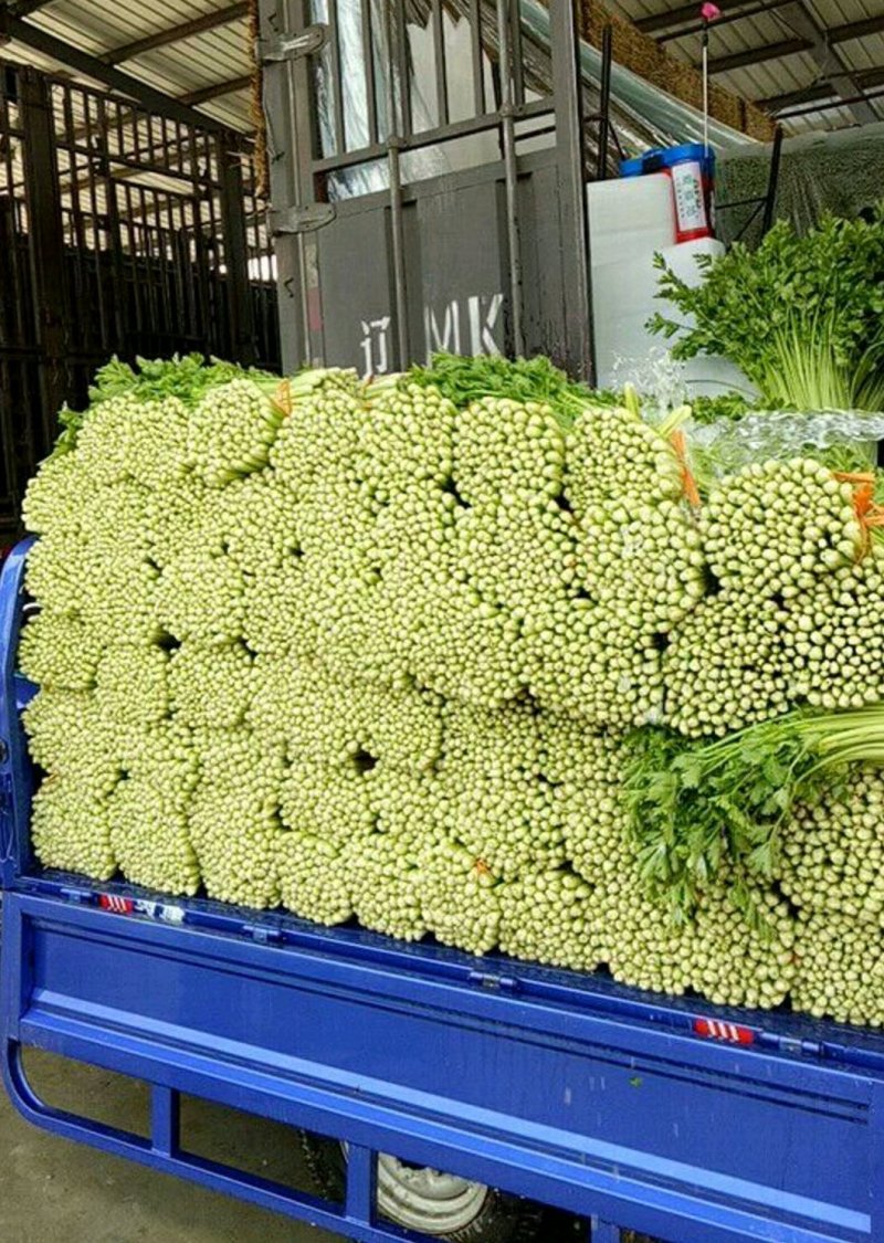 精品芹菜(小西芹)，颜色嫩绿，口感清脆基地直供，量大从优
