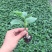 无刺水果黄瓜苗子，荷兰进口水果黄瓜苗子小黄瓜乳瓜苗子